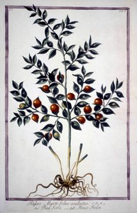 Fragon Faux Houx ou Petit Houx (Ruscus) dans un herbier du 19ème siècle.