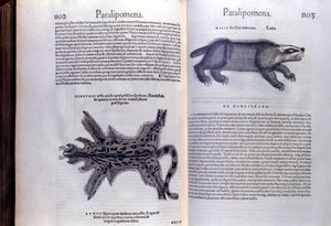 Animaux à fourrure - dans Historia Animalium par Conrad Gesner (1516 - 1565), Tiguri