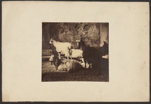 [Groupe de chèvres] - Unknown artist