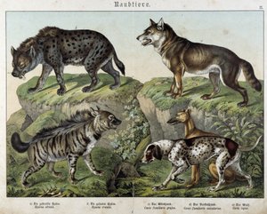Hyènes et chiens - dans « Histoires naturelles des mammifères », éd. Schreiber