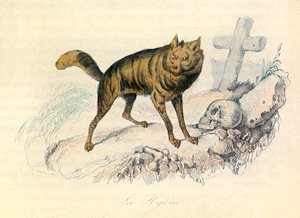 Illustration tirée du livre "Les Œuvres complètes de Buffon" : Les Quadrupèdes : La hyène (gravure) - Unknown artist