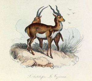 Illustration tirée du livre "Les Œuvres complètes de Buffon" : Les Quadrupèdes : L