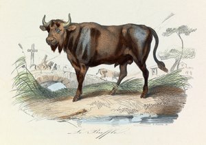 Illustration tirée du livre "Les Œuvres complètes de Buffon" : Les Quadrupèdes : Le buffle (gravure) - Unknown artist