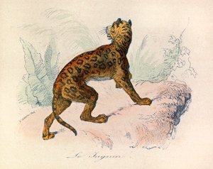 Illustration tirée du livre "Les Œuvres complètes de Buffon" : Les Quadrupèdes : Le jaguar (gravure) - Unknown artist