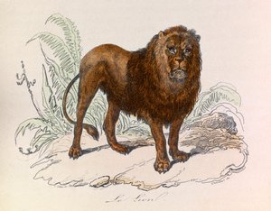 Illustration tirée du livre "Les Œuvres complètes de Buffon" : Les Quadrupèdes : Le lion (gravure)