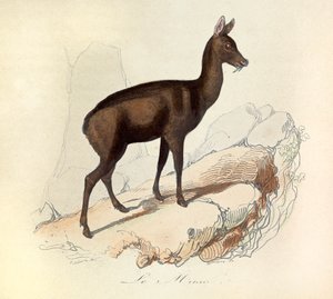 Illustration tirée du livre "Les Œuvres complètes de Buffon" : Les Quadrupèdes : Le musc (gravure)