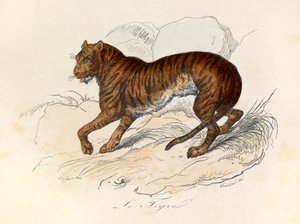 Illustration tirée du livre "Les Œuvres complètes de Buffon" : Les Quadrupèdes : Le tigre (gravure) - Unknown artist