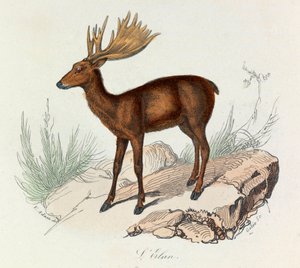 Illustration tirée du livre "Les Œuvres complètes de Buffon" : Les Quadrupèdes : L