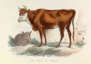 Illustration tirée du livre "Les Œuvres complètes de Buffon" : Les animaux : La coache et son veau (gravure) - Unknown artist