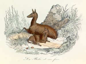 Illustration tirée du livre "Les Œuvres complètes de Buffon" : Les animaux : La biche et son fauve (gravure) - Unknown artist