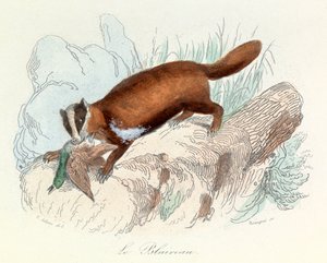 Illustration tirée du livre "Les Œuvres complètes de Buffon" : Les animaux : Le blaireau (gravure) - Unknown artist