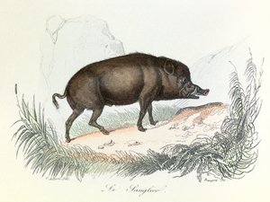 Illustration tirée du livre "Les Œuvres complètes de Buffon" : Les animaux : Le sanglier (gravure)