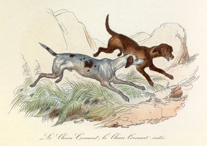 Illustration tirée du livre "Les Œuvres complètes de Buffon" : Les animaux : Le chien courant et le chien courant metis (gravure)