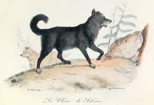 Illustration tirée du livre "Les Œuvres complètes de Buffon" : Les animaux : Le chien de Siberie (gravure)