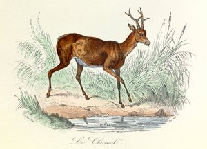 Illustration tirée du livre "Les Œuvres complètes de Buffon" : Les animaux : Le cerf (gravure) - Unknown artist