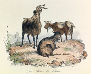 Illustration tirée du livre "Les Œuvres complètes de Buffon" : Les animaux : Le bouc et les chèvres (gravure)