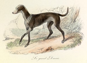 Illustration tirée du livre "Les Œuvres complètes de Buffon" : Les animaux : Le grand danois (gravure)