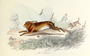 Illustration tirée du livre "Les Œuvres complètes de Buffon" : Les animaux : Le lièvre (gravure) - Unknown artist