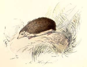 Illustration tirée du livre "Les Œuvres complètes de Buffon" : Les animaux : Le herisson (gravure)