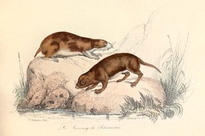 Illustration tirée du livre "Les Œuvres complètes de Buffon" : Les animaux : Le leming et le scherman (gravure) - Unknown artist