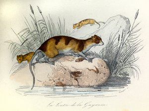 Illustration tirée du livre "Les Œuvres complètes de Buffon" : Les animaux domestiques : La loutre de Guyane (gravure) - Unknown artist