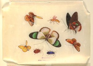 Insectes
