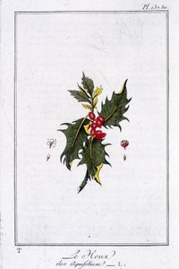 Le houx (Ilex Aquifolium) - dans "Exercices de botanique à l