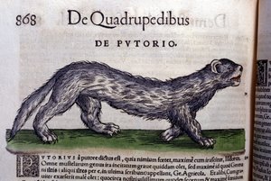 Le fertois - dans Historia Animalium par Conrad Gesner (1516 - 1565), Tiguri