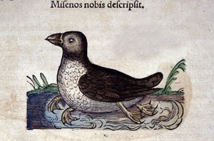 Le harle marin dans Historia Animalium de Conrad Gesner (1516 - 1565), Tiguri