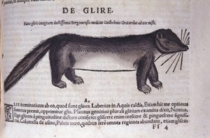 Le loir dans Historia Animalium par Conrad Gesner (1516 - 1565), Tiguri