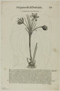 Feuille de Discorsi par Petrus Andreas Matthiolus, planche 99 de Gravures sur bois des livres du XVIe siècle - Unknown artist