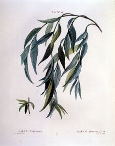 Feuille de saule pleureur (Salix babylonica)