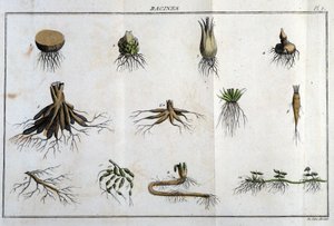 Les racines : dans « Flora Françoise, ou une brève description de toutes les plantes qui poussent naturellement en France, arrangées selon une nouvelle méthode d