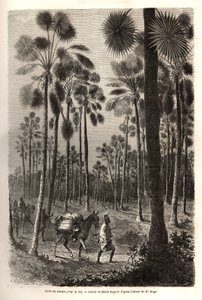 La caravane du Lieutenant Mage progresse vers le Niger et traverse une forêt de palmiers géants dans la province de Damfa, Mali. Gravure pour illustrer le voyage au Soudan occidental du Lieutenant (Marine) M. Mage, en 1863-1866, publié dans « Le tour du mo - Unknown artist