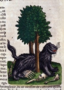 Lion. dans Historia Animalium par Conrad Gesner (1516 - 1565), Tiguri