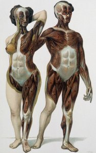 Homme et femme écorchés : muscles - livre de médecine, fin XIXe siècle - Unknown artist