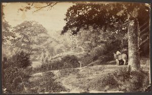 [Homme avec une mule près d