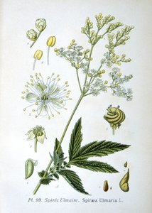 Reine-des-prés