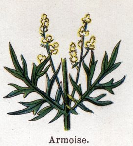 Plantes botaniques médicinales et alimentaires : armoise. Gravure dans "La médication naturelle" de Friedrich Eduard Bilz (1842-1922)
