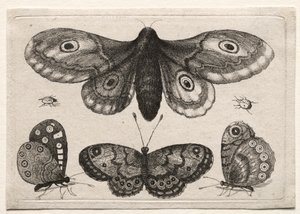 Muscarum Scarabeorum, vermiumque Variae Figure & Formae : Un Papillon de Nuit, Trois Papillons et Deux Scarabées - Unknown artist