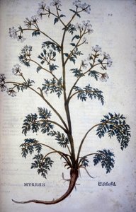 Myrrhis Odorata Fuchs : cerfeuil musqué - Dans "Histoire Naturelle du Cacao et du Sucre"