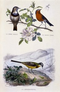 Histoire naturelle : Oiseaux : La gorge-bleue, le rouge-gorge et la bergeronnette - dans « Œuvres de Buffon, T.5, éd. Fume Jouvet & Cie
