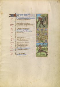 Page du calendrier de novembre ; Récolter des glands pour les cochons ; Sagittaire