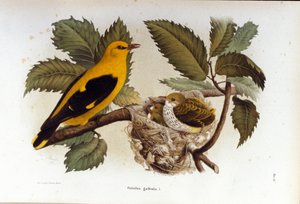 Ornithologie : un loriot près du nid de ses petits - Unknown artist