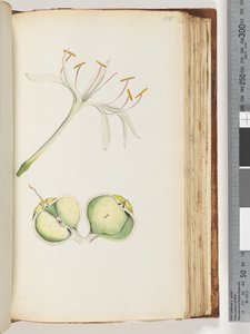 Page 108. Lys
