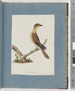 Page 109. Oiseau non identifié - Unknown artist