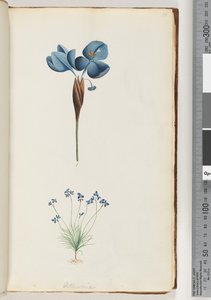 Page 10. Pattersonia