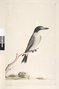 Page 10. Vanga. au centre inférieur dans une autre main Taille naturelle, iris douteux Butcher gris, Oiseau Cracticus torquatis mâle, 1791-92 - Unknown artist
