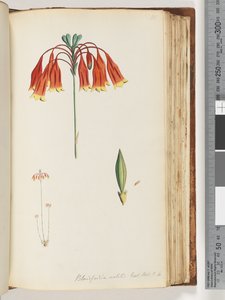Page 111. Blandfordia nobilis Exot. Bot. t. 4. Cloche de Noël