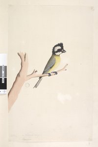 Page 11. Lanius. au-dessus du titre dans une autre main Octobre. Taille naturelle Crested Shrike, Tit Falcunculus frontatus, 1791-92